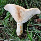 Lactarius zonarius image