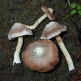 Inocybe albodisca image