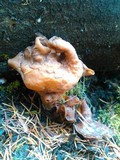 Gyromitra infula image