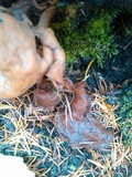 Gyromitra infula image