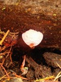Hydnellum peckii image