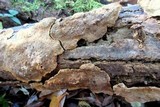 Datronia mollis image