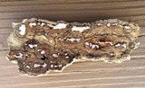 Datronia mollis image