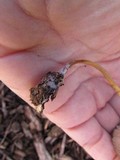 Mycena inclinata image