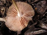 Mycena inclinata image
