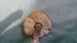 Callistosporium luteo-olivaceum image