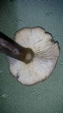 Callistosporium luteo-olivaceum image