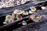 Mycena inclinata image