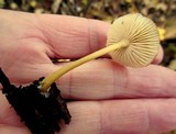 Mycena inclinata image