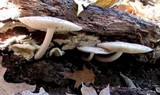 Pluteus petasatus image