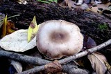Pluteus petasatus image