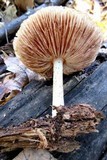Pluteus petasatus image