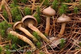 Chroogomphus ochraceus image