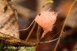 Anthina flammea image