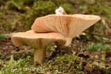 Lactarius affinis image