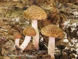 Psathyrella subamara image