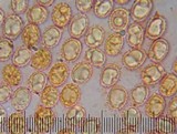 Laccaria proxima image
