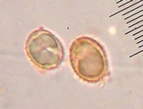 Laccaria proxima image