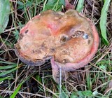 Boletus dupainii image