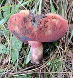 Boletus dupainii image