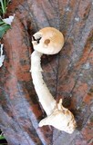 Amanita subnudipes image