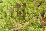 Mycena megaspora image
