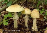 Amanita velatipes image
