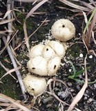 Lycoperdon curtisii image