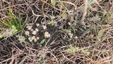 Lycoperdon curtisii image