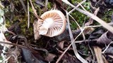 Cuphophyllus pratensis image