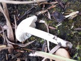 Cuphophyllus virgineus image