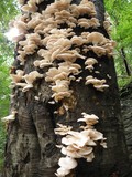 Pleurotus pulmonarius image
