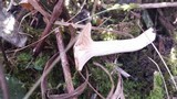 Cuphophyllus virgineus image