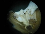 Cuphophyllus virgineus image