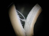 Cuphophyllus virgineus image