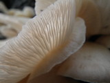 Pleurotus pulmonarius image