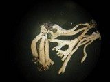 Ramariopsis subtilis image