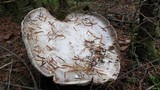 Catathelasma ventricosum image