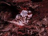Merulius tremellosus image