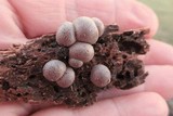 Lycogala epidendrum image