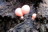Lycogala epidendrum image