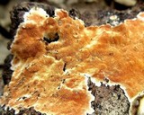 Steccherinum ochraceum image