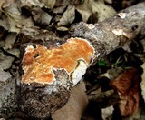 Steccherinum ochraceum image