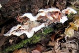 Merulius tremellosus image