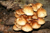 Pholiota squarrosoides image