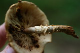 Pholiota squarrosoides image