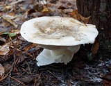 Catathelasma ventricosum image