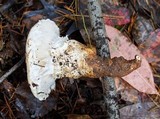 Catathelasma ventricosum image