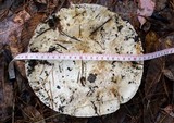 Catathelasma ventricosum image
