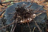 Hydnellum aurantiacum image